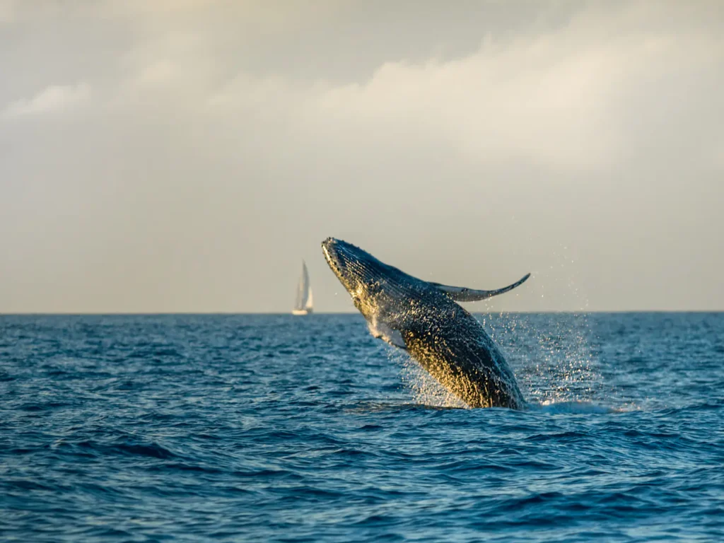 YAW308.FEAT_whale_encounters.gettyimages_1250244130_1_cr
