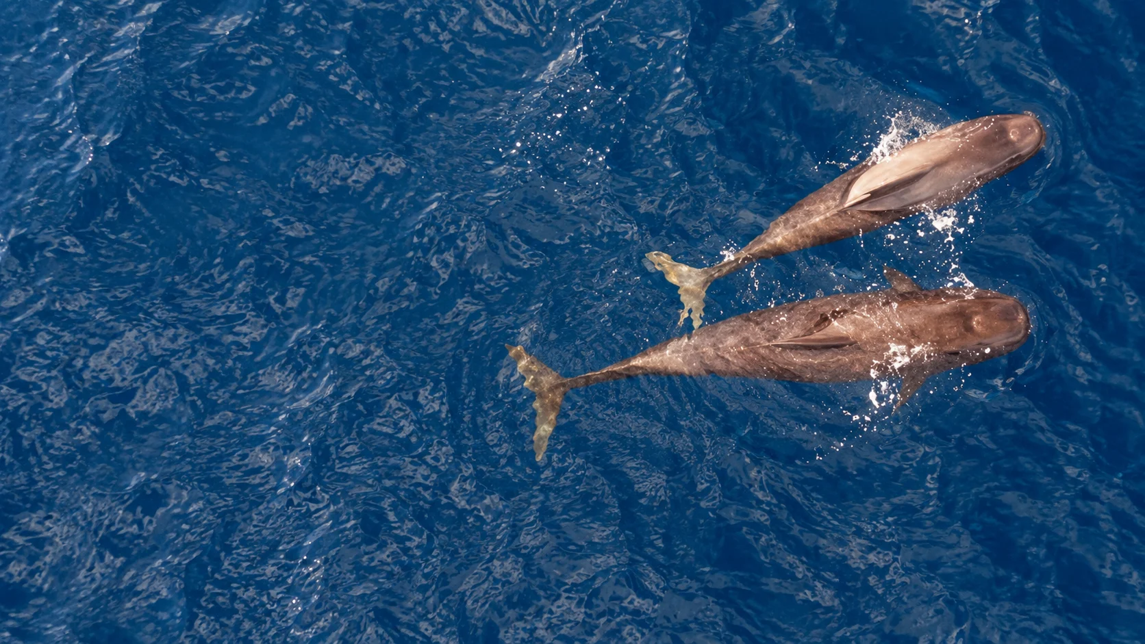 Sailing around the Azores aboard Mirabo