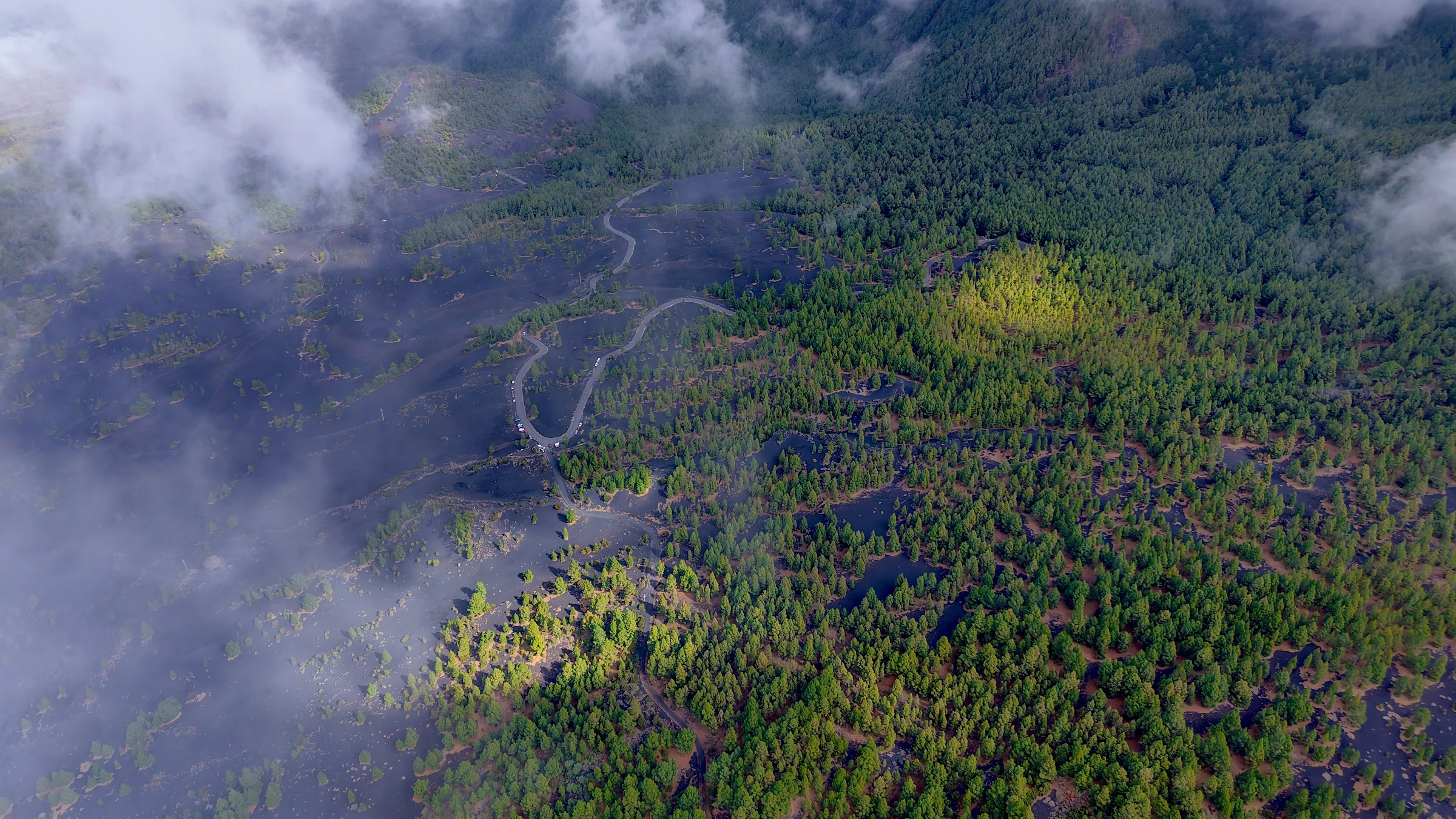 Canary Islands Cloud Forest Aerial